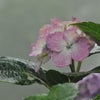 霧の吉野山～「七曲あじさい園～♪」の画像