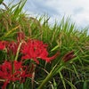 今日の彼岸花～♪の画像