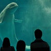 シロイルカに会いに、ＡＱＵＡＳへ～♪の画像