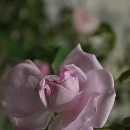イメージ 4