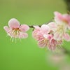 大和郡山～「みんぱく梅林」にて・・・・の画像