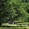 一乗谷朝倉氏遺跡～　☆白戸家の故郷へ・・・♪の画像