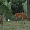 ならファンタージア＆奈良公園散策～♪の画像