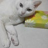 白猫幸せ♪の画像
