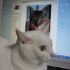 可愛い猫とツーショットの画像