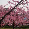 桃源郷と温泉の画像
