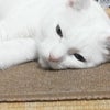 少しのあいだお休みしますの画像