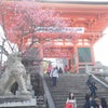 そうだ京都に行こう♪の画像