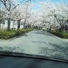 2014’長瀞の桜満開と団子の画像