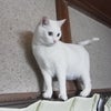 チロも木から落ちる!?の画像