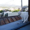 おはよう！の画像