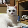 2018’夏チロ便りの画像