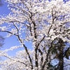 2018’桜満開の画像