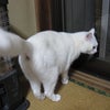 チロの近況の画像