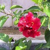 　言い分（いいぶん）の画像