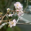 　聖餐（せいさん）の画像