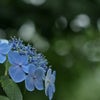 　もう一度・・・の画像