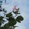 　１２月２５日を後にして・・・の画像