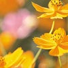 　夢を古代に馳せての画像