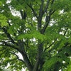 　釈迦の手のひら・・・の画像