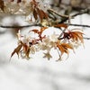 　日本列島　　Ⅱの画像