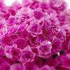 　７月ですね！の画像