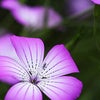 　忘れていませんか？　伝えよう真実を・・・Ⅲの画像