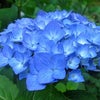 　芸能界音痴の画像