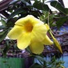 　なんか変ですねえ！の画像