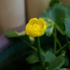 　ノホホンと・・・の画像