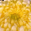 　またですか？の画像