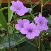 　病気です・・・？の画像