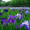 　６月ですよ！Ｊｕｎｅですよ！土曜日ですよ！の画像