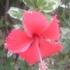 　『お前！楯突く気か？』の画像