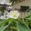 　ミス○○・ミスター○○・・・の画像