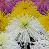 　３月１０日の画像