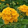 　斜陽の画像