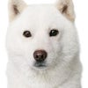 　いろいろな意見がありますが・・・の画像