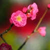 　冬が来た！の画像
