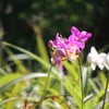 　タガイタイ方面に　（続き）の画像