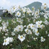 　それに引き換え・・・の画像