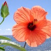 　古（いにしえ）の日本　Ⅱの画像