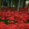 　特殊な国、日本・日本人の画像