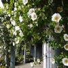 　また始まった・・・茶番劇の画像