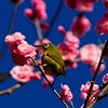 　さあ！の画像