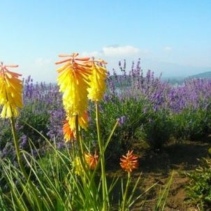 祝！世界遺産登録記念 　河口湖一周ウォーキング　②の画像