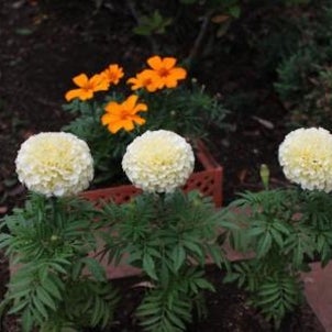 庭の草花（６月）の画像
