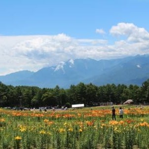 花の里・富士見高原のユリの花の画像