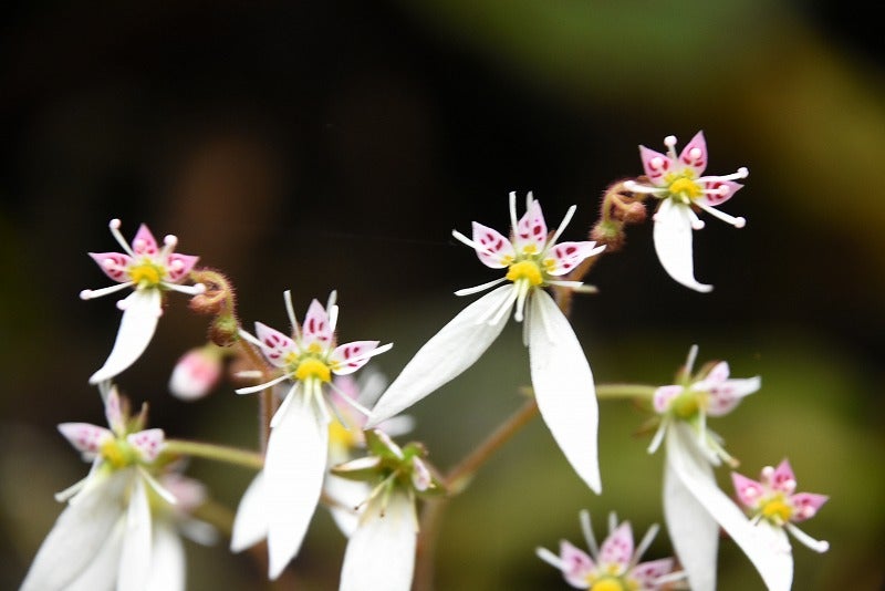 植物の写真館可愛い花ユキノシタ