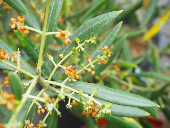 オリーブが１年で１番散らかる季節 笑 Olivegardening With Succulent